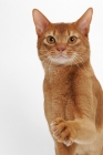 Picture of sorrel Abyssinian on white background, one leg up