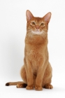 Picture of sorrel Abyssinian on white background, front view