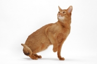 Picture of sorrel Abyssinian on white background