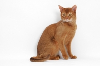 Picture of sorrel Abyssinian on white background, sitting down