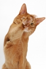 Picture of sorrel Abyssinian on white background, front view