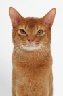 Picture of sorrel Abyssinian on white background, front view