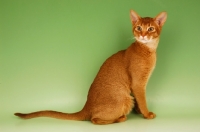 Picture of sorrel abyssinian sitting on green background