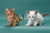 Picture of Sorrel (Red) Abyssinian kitten and Ragdoll kitten crouching down