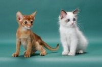 Picture of Sorrel (Red) Abyssinian kitten and Ragdoll kitten