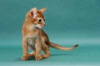 Picture of Sorrel (Red) Abyssinian kitten in studio