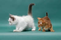 Picture of Sorrel (Red) Abyssinian kitten with Ragdoll kitten