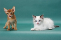 Picture of Sorrel (Red) Abyssinian kitten with Ragdoll kitten