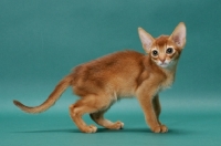 Picture of Sorrel (Red) Abyssinian kitten