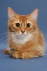 Picture of sorrel red coloured Somali cat, lying down