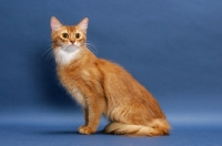 Picture of sorrel red coloured Somali cat, sitting down