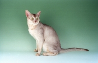 Picture of sorrel silver Abyssinian in studio