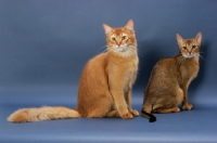 Picture of Sorrel Somali and Ruddy Abyssinian on blue background
