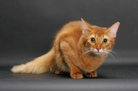 Picture of sorrel somali cat looking at camera