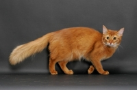 Picture of sorrel somali cat, side view