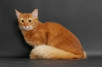 Picture of sorrel somali cat sitting down