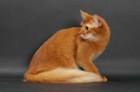 Picture of sorrel somali cat sitting on grey background