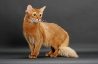 Picture of sorrel somali cat standing