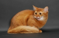 Picture of sorrel somali cat