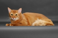 Picture of sorrel somali cat