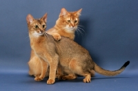 Picture of Sorrel Somali climbing over and Ruddy Abyssinian on blue background