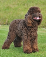 Picture of south african champion irish water spaniel stood in grass