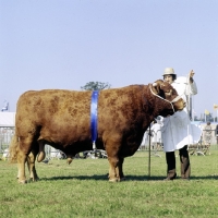 Picture of south devon bull at show