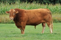 Picture of south devon bull