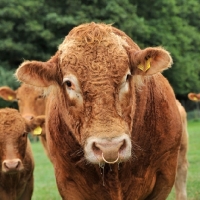 Picture of south devon bull