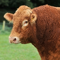 Picture of south devon bull