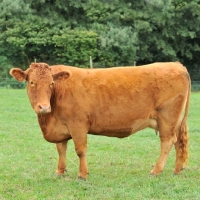 Picture of south devon cow