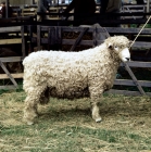 Picture of south devon ram