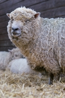 Picture of South Down ewe