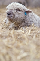 Picture of South Down lamb lying in straw