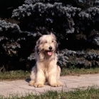 Picture of south russian sheepdog at moscow zoo sitting