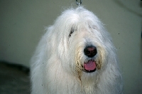 Picture of south russian sheepdog looking up