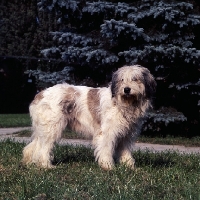 Picture of south russian sheepdog on grass at moscow zoo