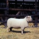 Picture of southdown sheep at a show