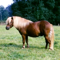 Picture of southley redskin, shetland pony stallion