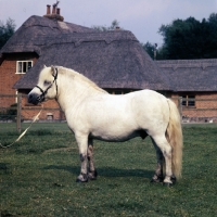 Picture of southley silver prince, shetland pony stallion