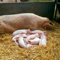 Picture of sow with piglets at show