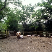 Picture of sow with piglets running after her