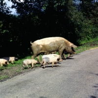 Picture of sow with piglets walking freely on a road in the new forest