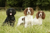Picture of Spaniel (English Cocker) and spaniel (English Springer)