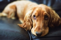 Picture of spaniel lying on couch, looking sad