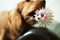 Picture of Spaniel playing with toy