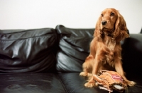 Picture of spaniel sitting on sofa with toy