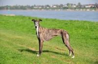 Picture of Spanish Galgo (Galgo Espanol) looking at camera