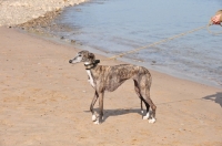 Picture of Spanish Galgo (Galgo Espanol) on lead