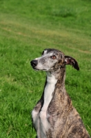 Picture of Spanish Galgo (Galgo Espanol) portrait